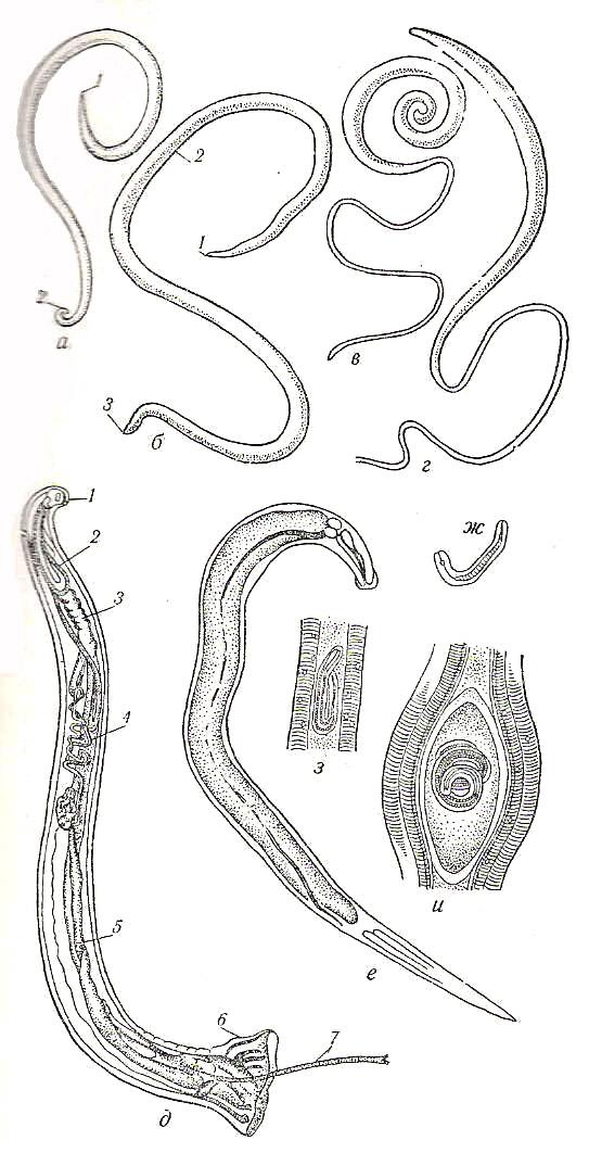 К какому типу животных относят аскариду. Круглые черви анкилостомы. Круглые черви паразиты аскарида. Круглые черви аскарида человеческая. Аскарида, трихинелла, Острица, власоглав.