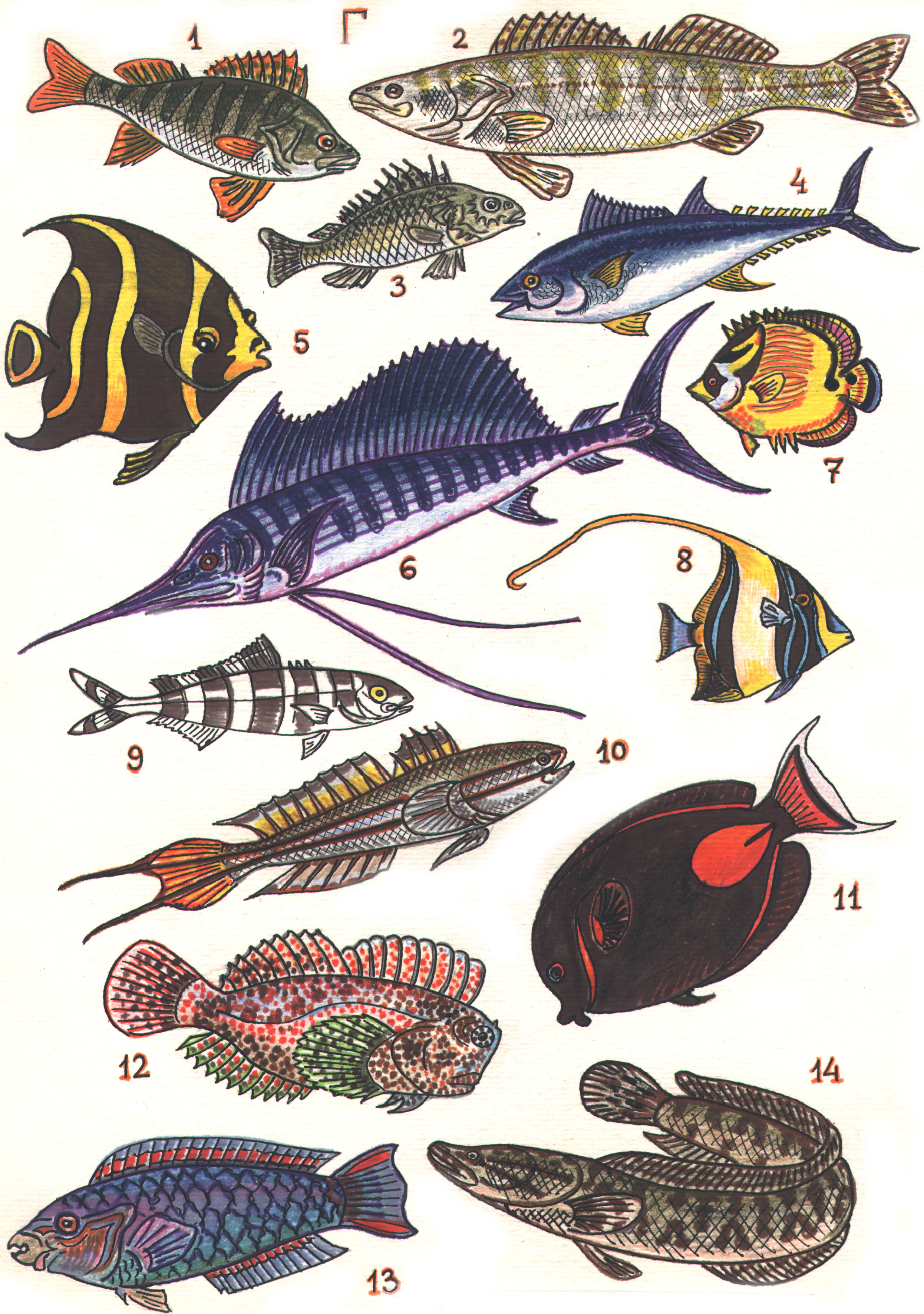 3 примера костных рыб. Отряд окунеобразные представители. Окунеобразные рыбы представители. Рыба отряда окунеобразных. Окунеобразные представители костных.