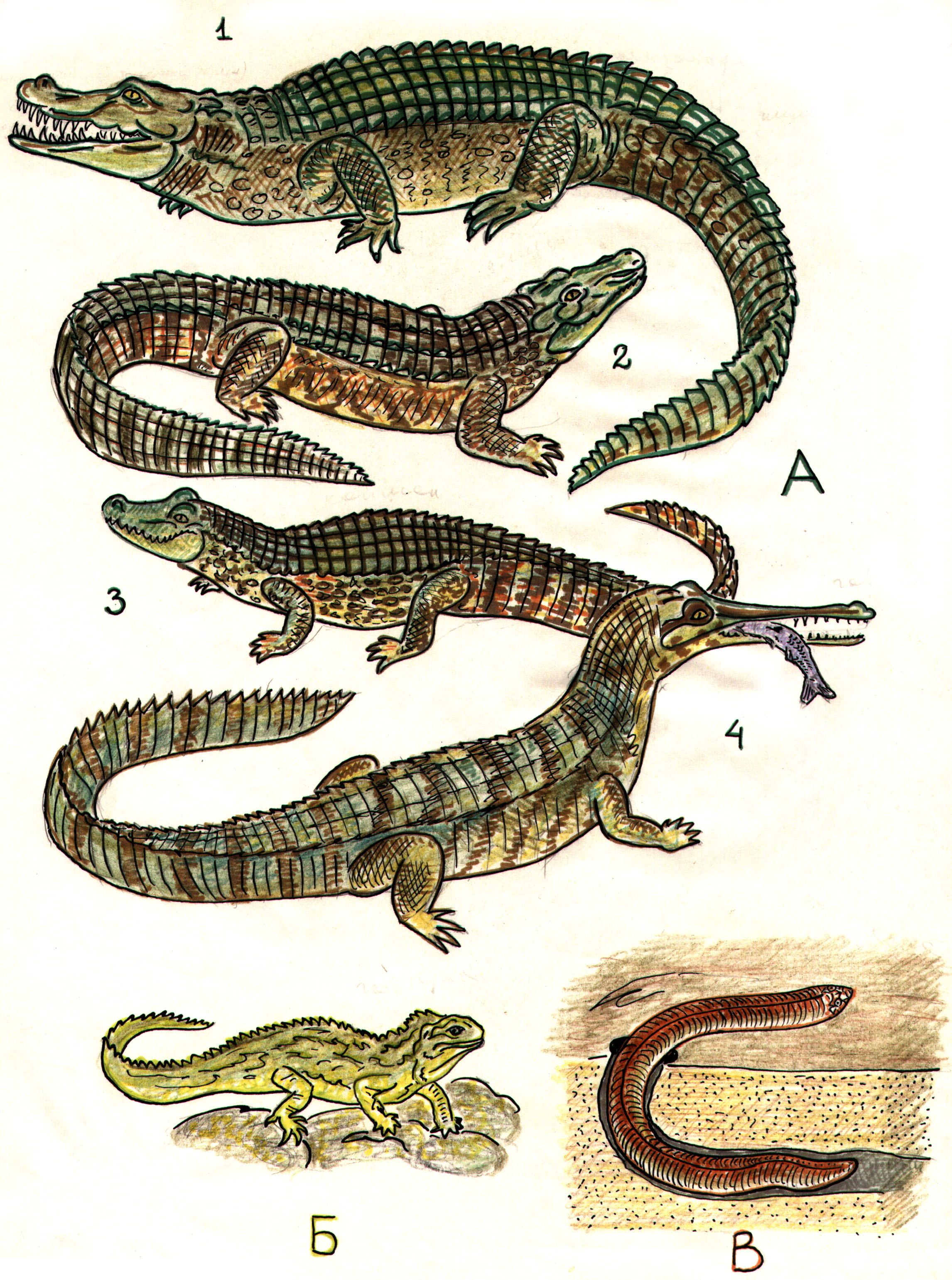 Класс рептилии. Класс пресмыкающиеся. Класс рептилии 244 мл лет назад. Календарь с ящерицами.