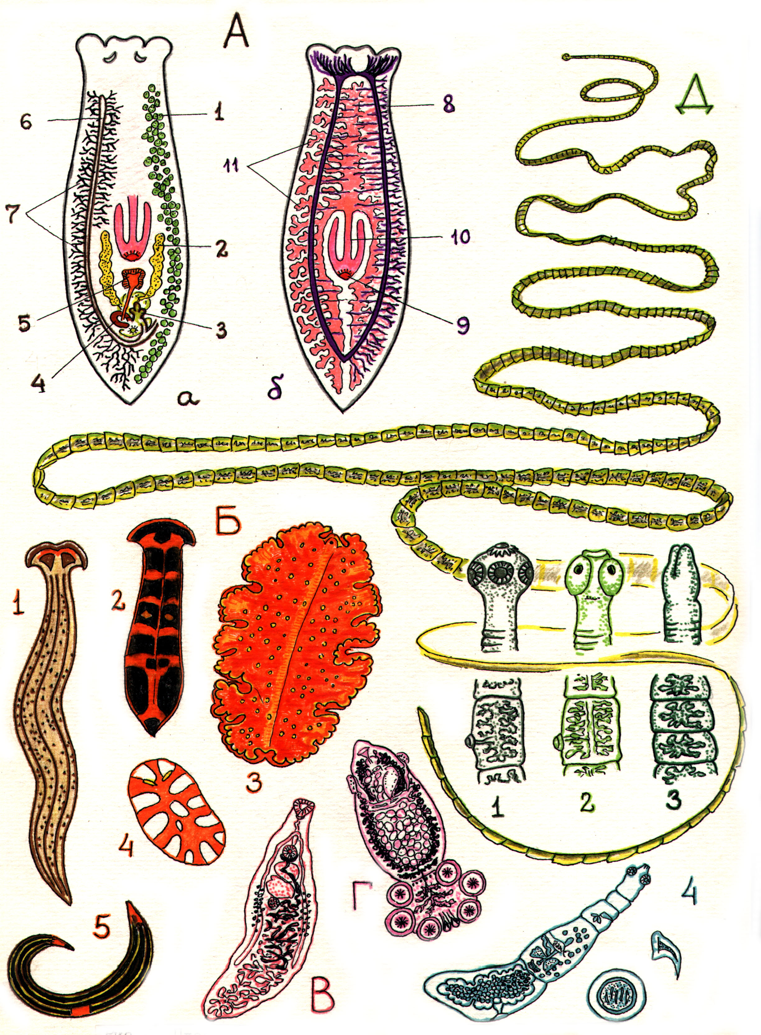 К группе плоских червей относится. Ресничные черви. Планария паразит. Реснитчатые черви планария. Плоский червь планария.