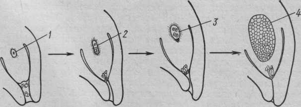 Эндосперм гаметофит. Схема развития семязачатка моховидных. Женский гаметофит эндосперм. Развитие гаметофита сосны. Мегаспора и эндосперм сосны.