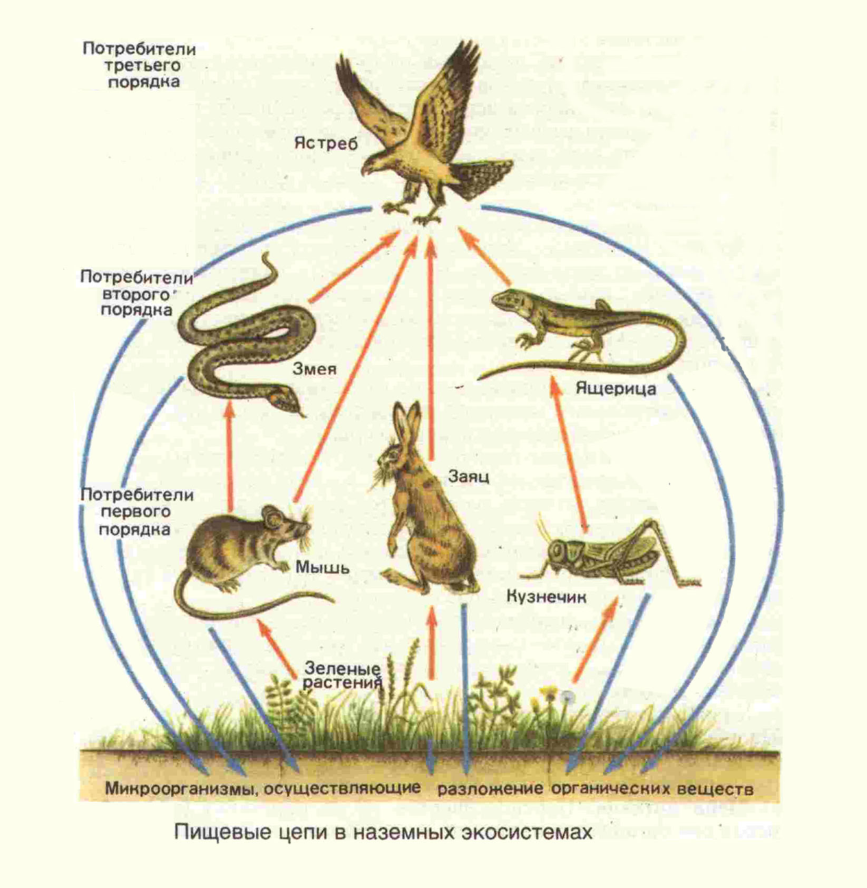 Какой организм в цепях питания экосистемы. Цепи питания характерные для биоценоза Луга. Пищевая сеть экосистемы леса. Цепи питания природной экосистемы. Биоценоз сеть питания схема.