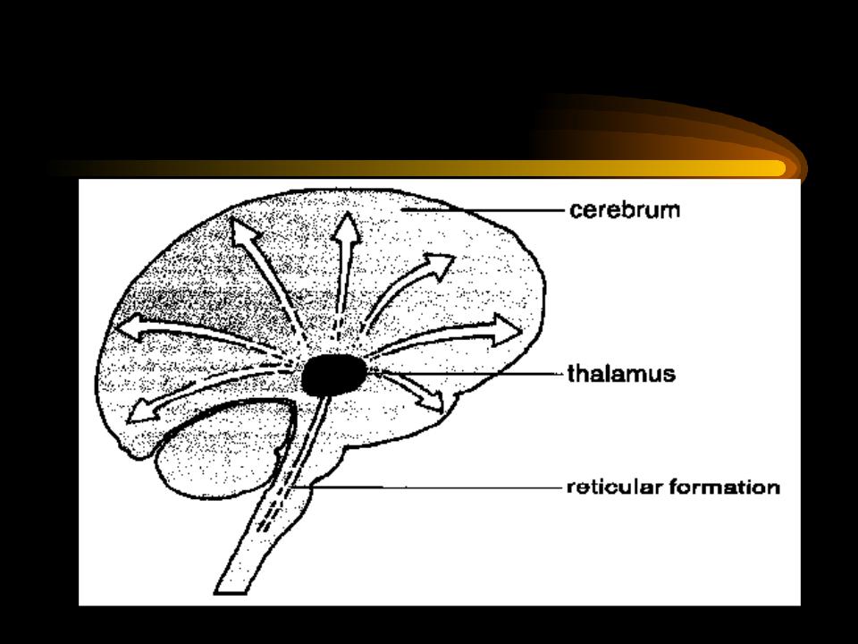 Activate system. Reticular activating System. Reticular. Reticular formation. Reticular formation functions.
