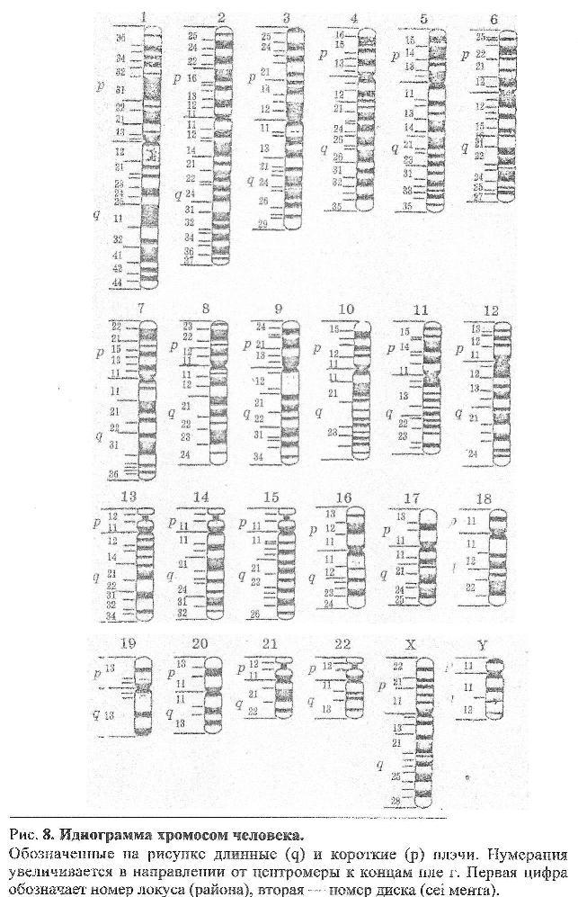 Хромосомные болезни классификация и синдромы