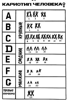 Хромосом группы d. Денверская классификация хромосом человека таблица. Группы хромосом в кариотипе человека. Денверская классификация хромосом. Парижская классификация хромосом человека.