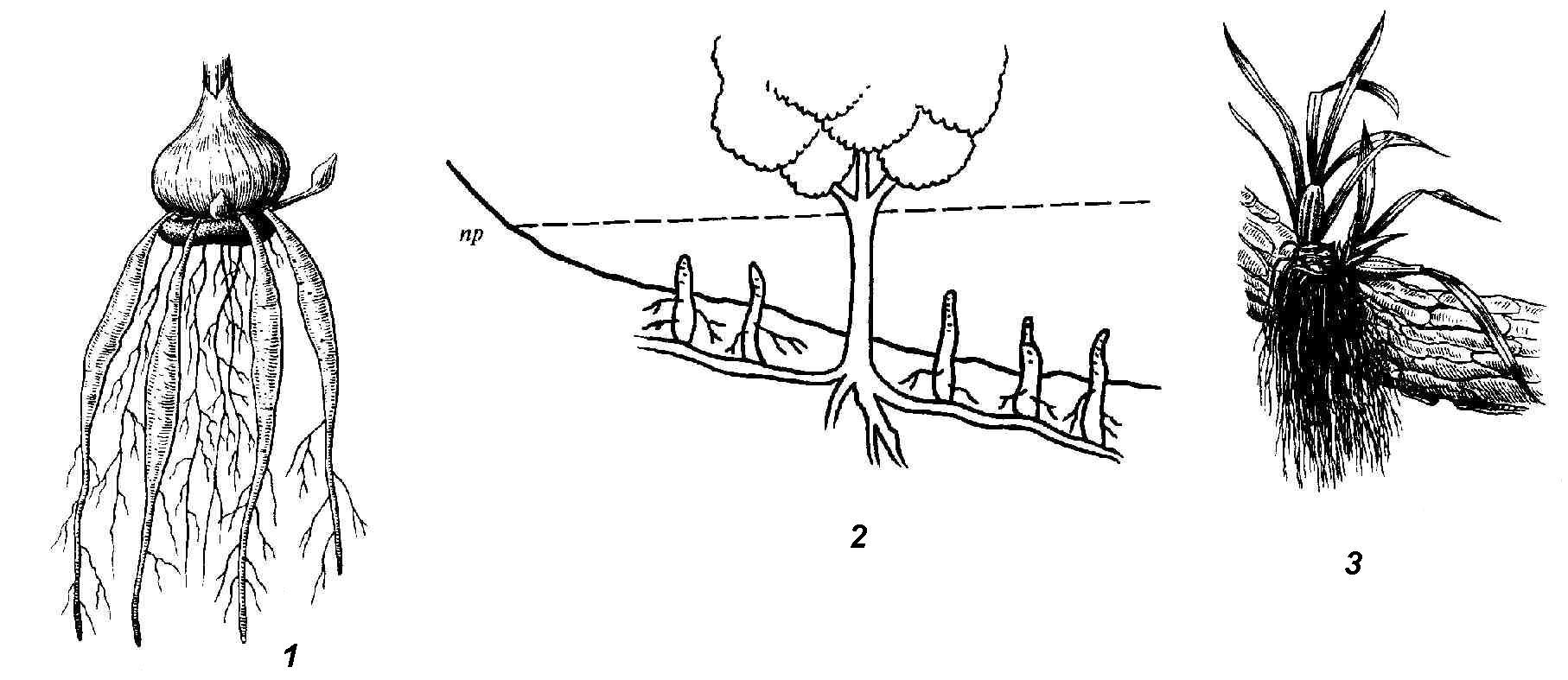 Корневая система тюльпана. Контрактильные («втягивающие») корни. Втягивающие корни гладиолуса.