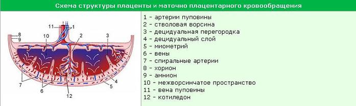 Плодово плацентарного. Плацента строение и функции анатомия. Строение ворсинки плаценты. Маточно-плацентарное кровообращение схема. Плацента и пуповина строение и функции.