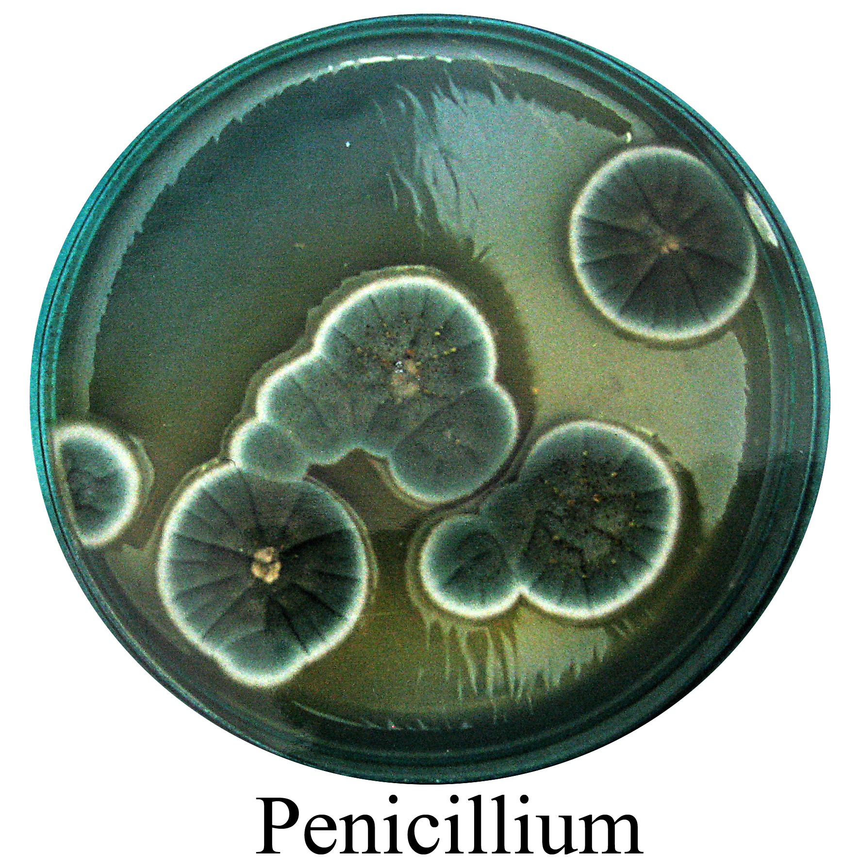 Штамм пенициллина