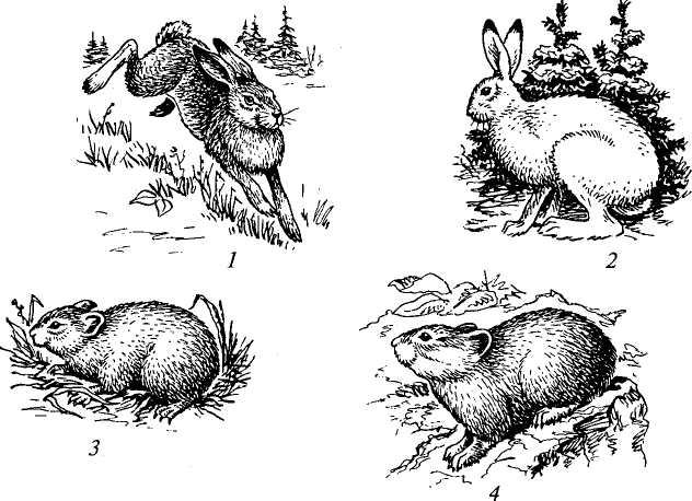 Функциональная группа зайца. Заяц Беляк Северная пищуха. Внешний вид зайцеобразных. Зайцеобразные рисунки. Отряд зайцеобразные рисунок.