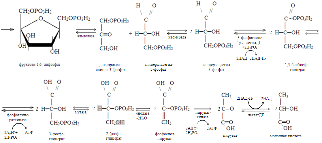 Превращение глюкозы в молочную кислоту. Схема анаэробного превращения Глюкозы. Схема гликолиза биохимия. Аэробный гликолиз биохимия схема. Аэробный гликолиз схема.