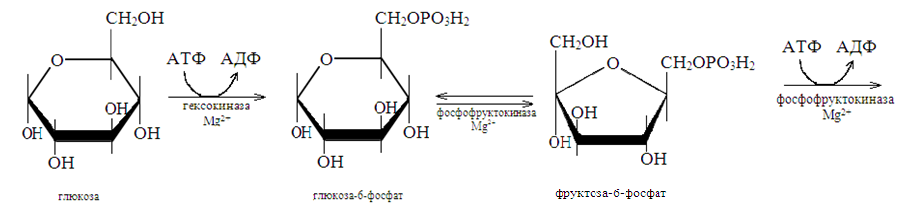 Атф глюкоза адф. Гидролиз АТФ до АДФ. Глюкоза АТФ ионы магния фермент. Глюкоза- 1-фосфат гидролиз. Рассмотрите этапы гидролиза молекулы АТФ..