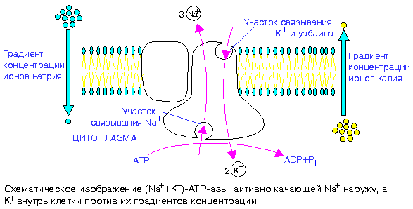 Ионный насос (на примере Nа/к – насос)