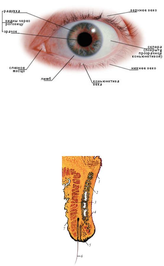 Нижний мешок глаза. Верхний конъюнктивальный мешок анатомия. Строение глаза конъюнктивальный мешок. Строение глаза человека конъюнктивальный мешок. Тарзальная конъюнктива.