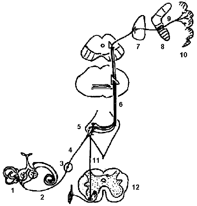 Вестибулярный путь схема