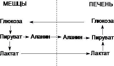 Аланиновый цикл и цикл кори