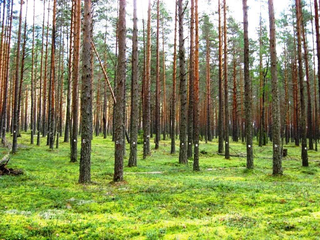 Основные лесные породы. Лесопарк Кузьминки Сосновый лес. Сосновый лес Хабаровск. Подлесок Елово-соснового леса. Мещера Лесные массивы.