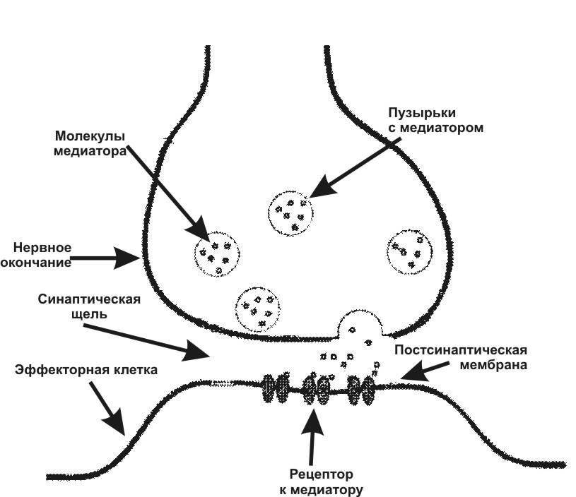 Ткань передающая импульс. Схема процесса передачи нервного сигнала в химическом синапсе.. Схема синапса нейромедиаторы. Схема строения химического синапса физиология. Медиаторы синапсов схема.