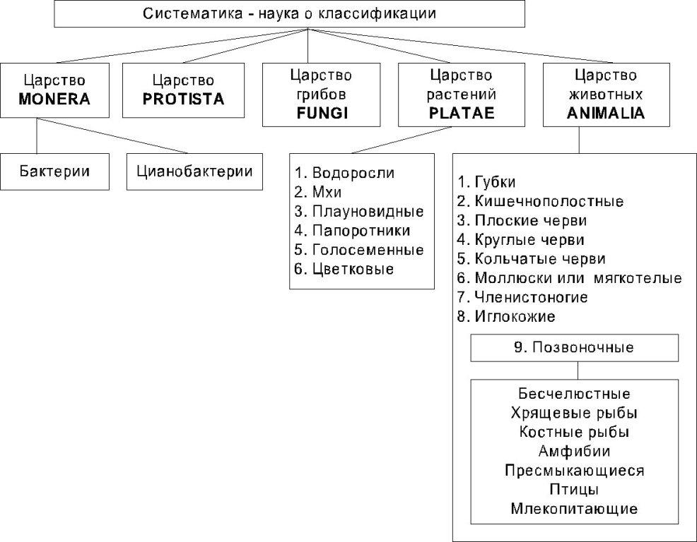 Записать примеры классификации систематике животных 9.Основные типы клеток. Прокариотическая и эукариотическая клетка.