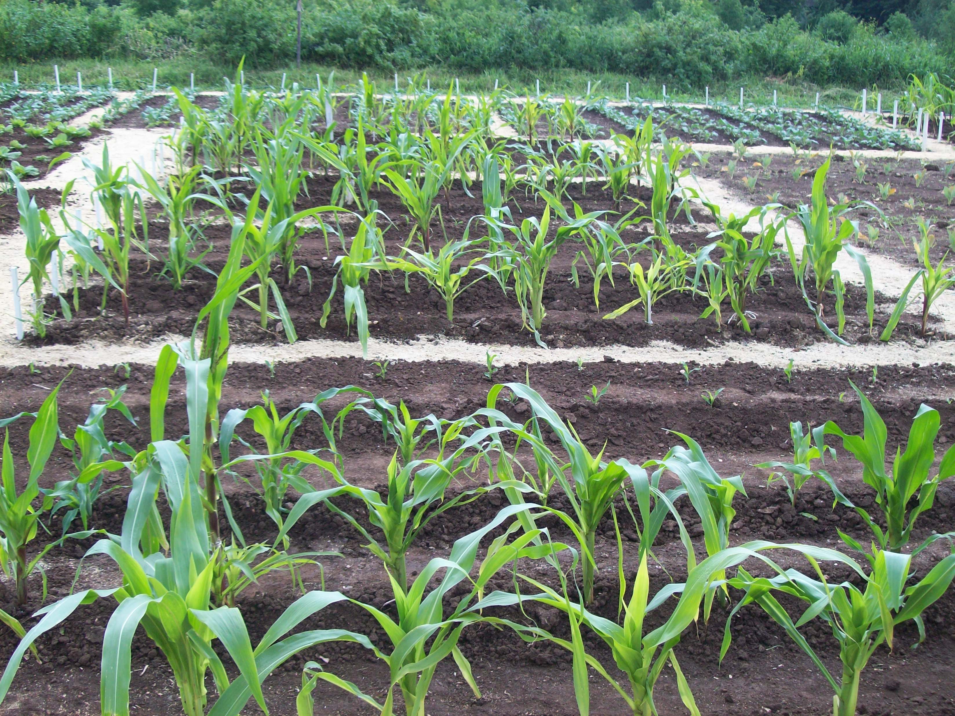 Как посадить кукурузу в огороде. Рассада кукурузы. Всходы кукурузы. Сажать кукурузу в картофель. Сажать кукурузу с картошкой.