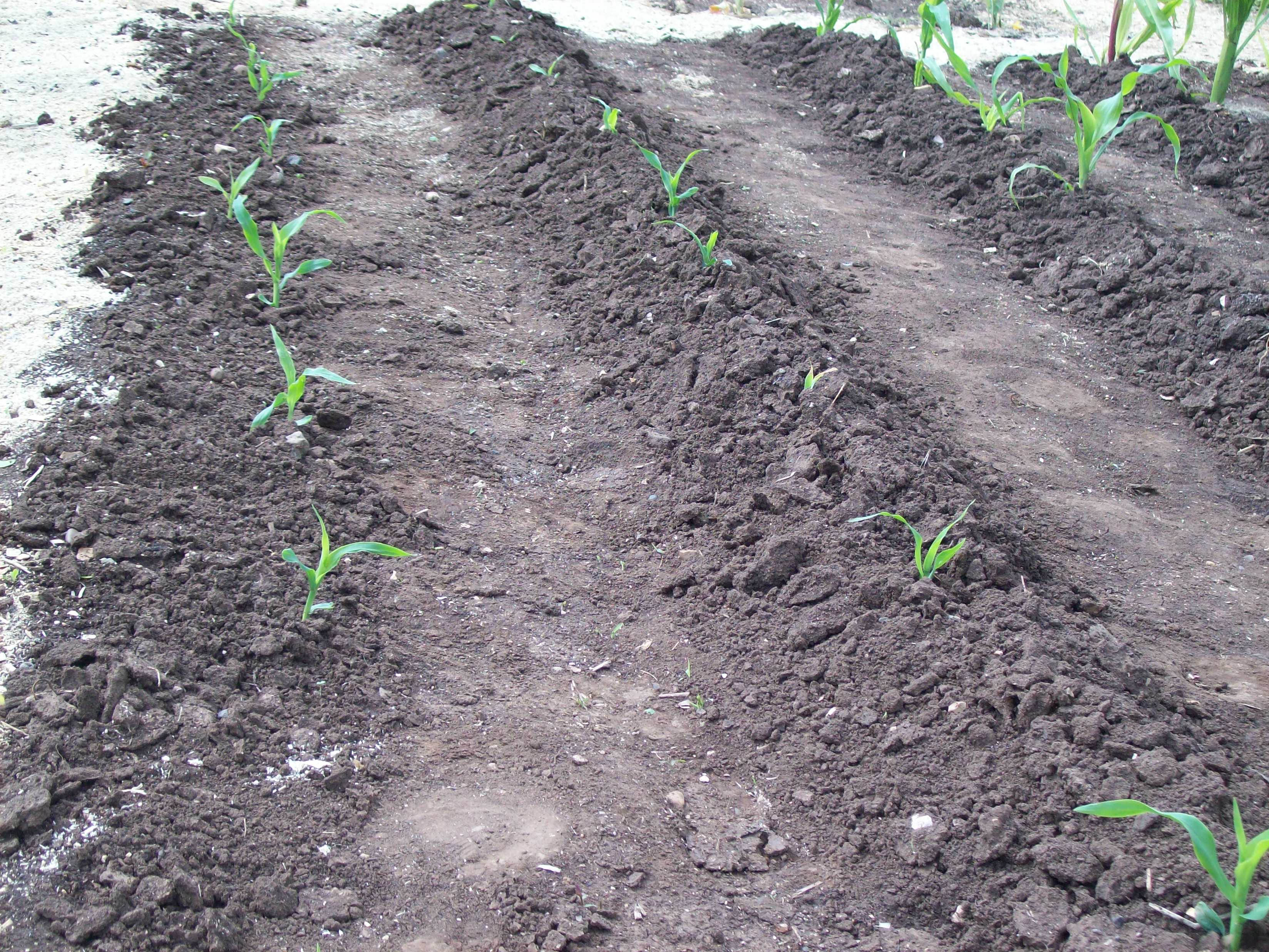 Посадка гребнем. Посадка картофеля в гребни. Возделывание кукурузы на гребнях. Высадка рассады кукурузы в открытый грунт. Посадка овощей на гребне.