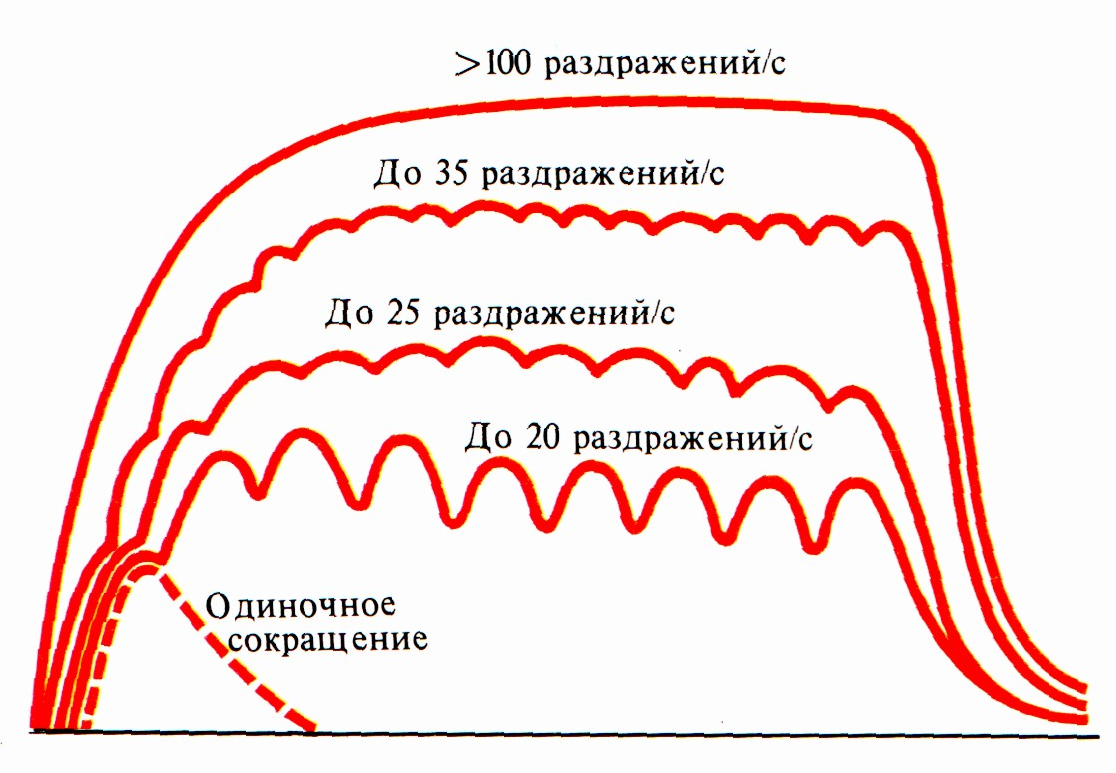 В секунду в зависимости от. Механизм формирования зубчатого тетануса. Одиночное мышечное сокращение и тетанус. Зубчатый тетанус это в физиологии. Тетанус скелетной мышцы.