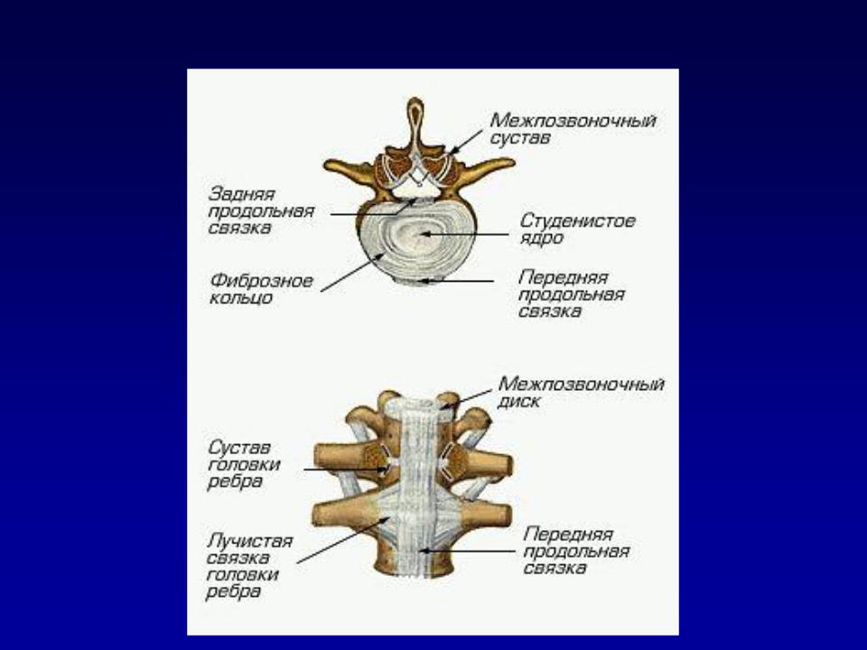 Соединения позвоночника суставы. Позвоночный столб соединения позвонков. Суставы позвоночного столба анатомия. Строение позвонка соединения позвонков. Реберно поперечный сустав.