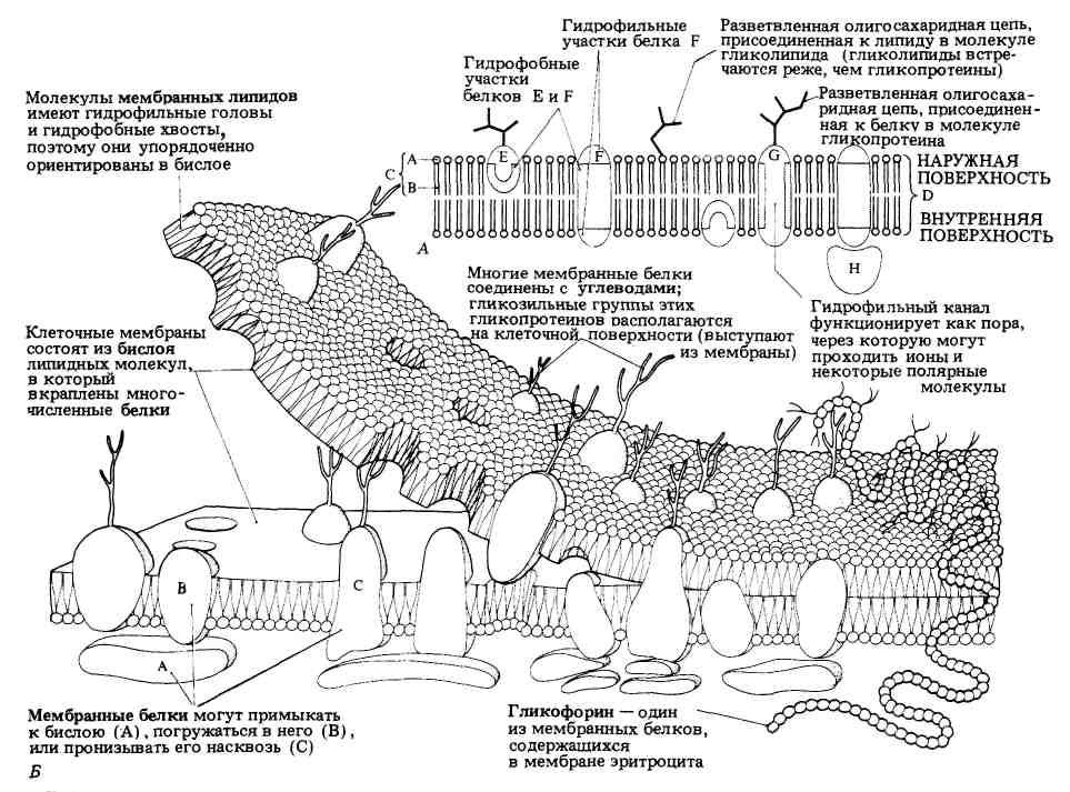 Какова функция клеточной структуры изображенной на рисунке