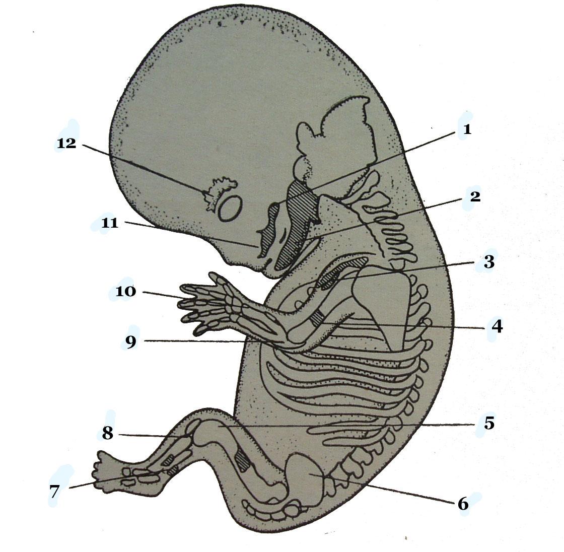 Патология жабер у человека. Зародыш человека с жабрами. Жабры у человеческого зародыша. У эмбриона человека есть жабры.