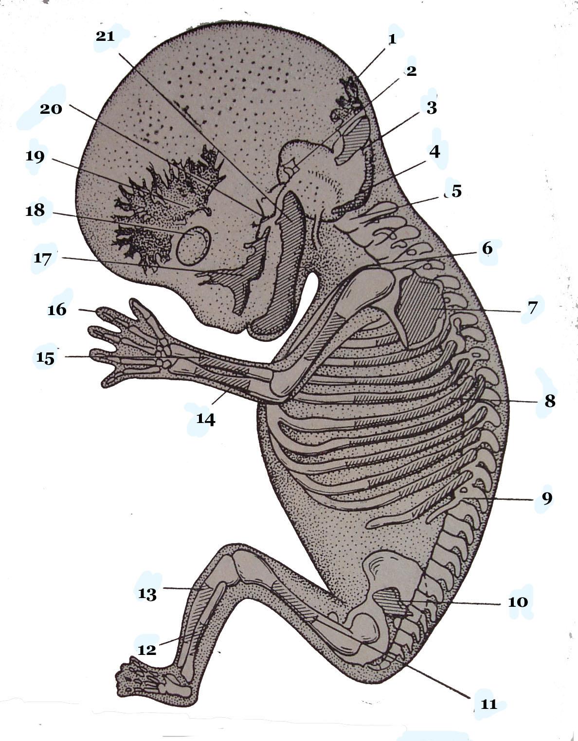 Наличие хвоста у зародыша человека на ранней. Скелет зародыша человека. Хвост у зародыша человека.