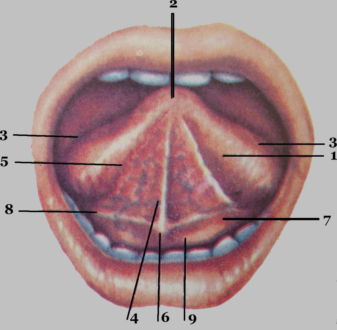Кислоты полости рта. Альвеола (ротовая полость). Подъязычная уздечка анатомия. Подъязычные складки полости рта. Подъязычная складка Plica sublingualis..