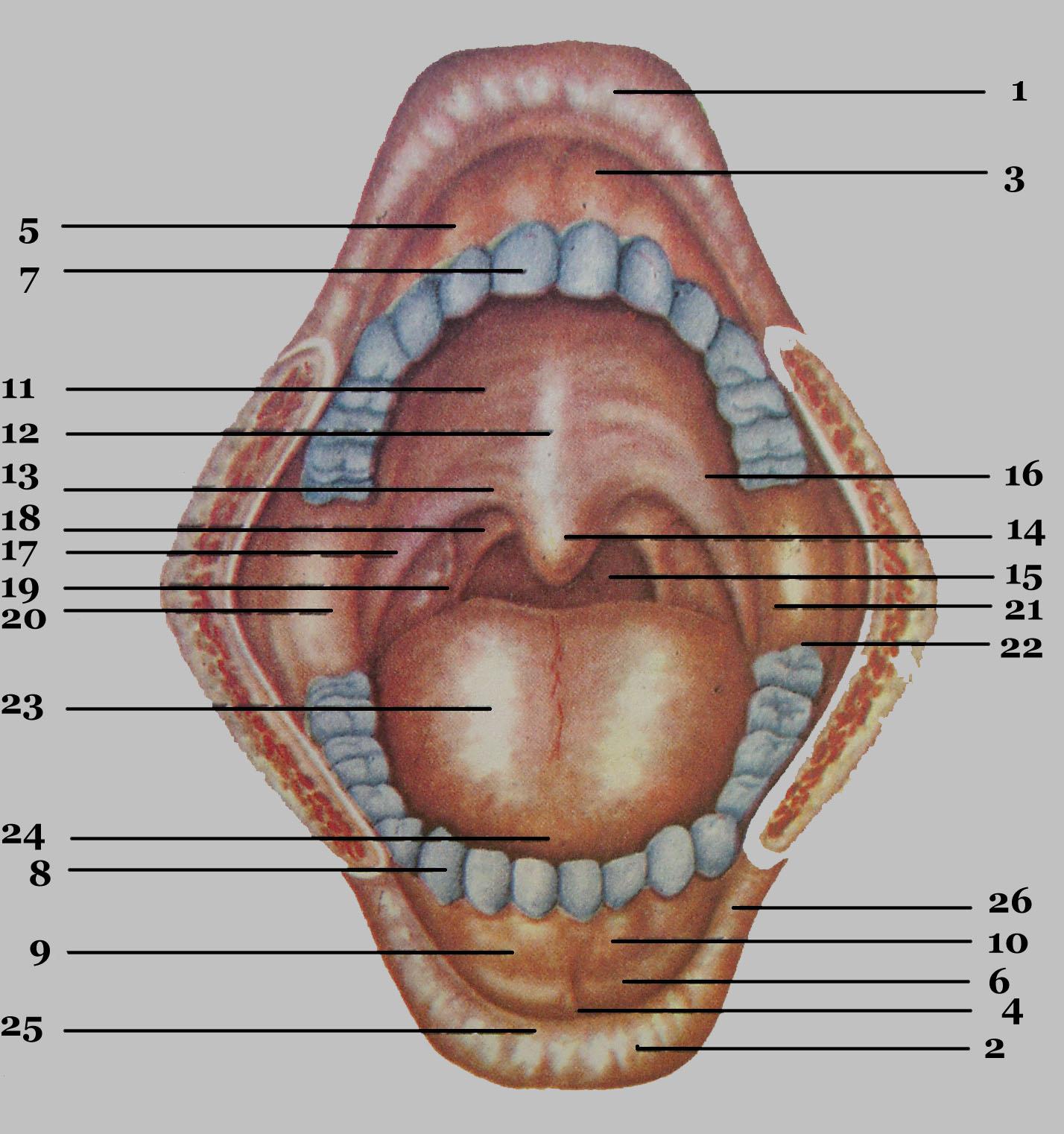 Внутренняя часть рта. Небо ротовой полости анатомия. Крылочелюстная складка строение. Анатомия ротовой полости человека. Анатомия твердого неба верхней челюсти.