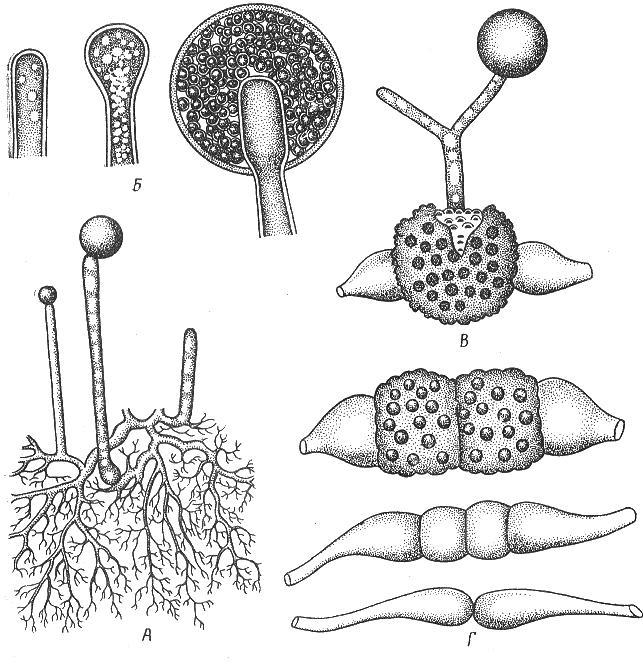 Простейшие водоросли грибы. Зигоспоры мукор. Мицелий мукора со спорангиями. Аскомицеты строение мицелия. Аскомицеты строение.