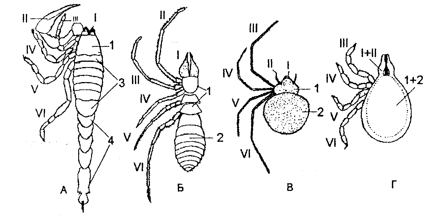 Ракообразные паукообразные насекомые конечности. Сегментация тела членистоногих. Гетерономная сегментация тела членистоногих. Сольпуга паук внешнее строение. Сегментация тела паукообразных.