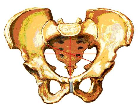 Подвздошной кости 2. Большой таз и малый таз анатомия. Анатомия малый таз кости. Кости таза большой таз малый таз. Малый таз нижняя Апертура.