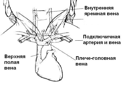 Что такое яремная вена у человека и где они находятся