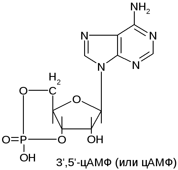 1 4 структура. 31, 51-ЦАМФ. ЦАМФ формула. Циклический аденозинмонофосфат функции.