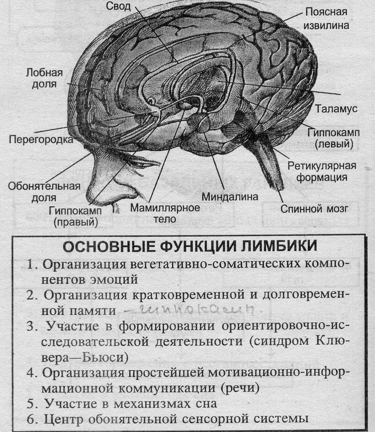 Лимбическая структура мозга. Структуры лимбической системы головного мозга. Лимбическая система головного мозга и ее функции. Лимбическая система головного мозга функции структуры. Строение и функции лимбической системы мозга.