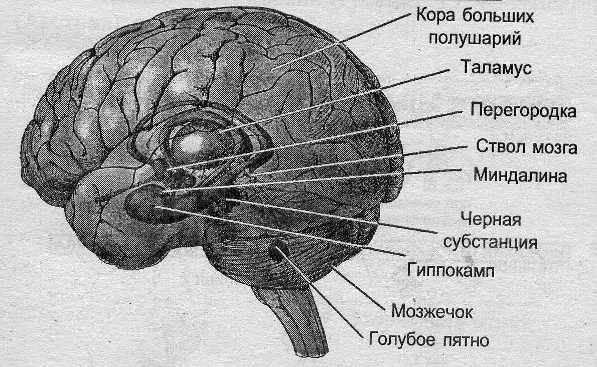 Соматосенсорная система презентация