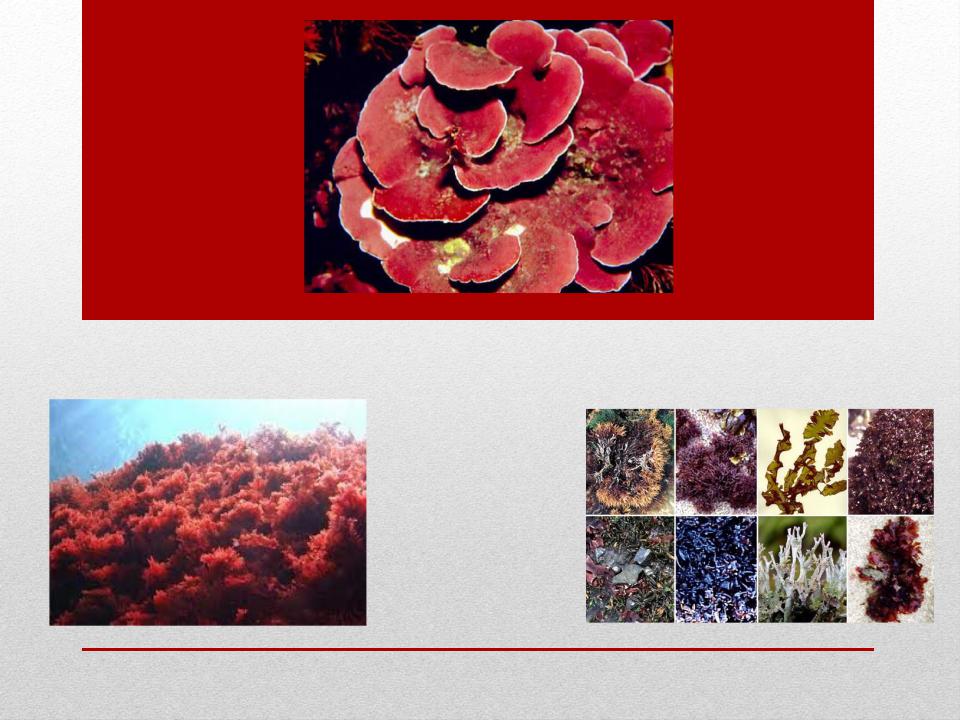 Обитание красных водорослей. Тема красные водоросли. Презентация на тему отдел красные водоросли. Rhodophyta классификация. Водоросли красные оранжевые.