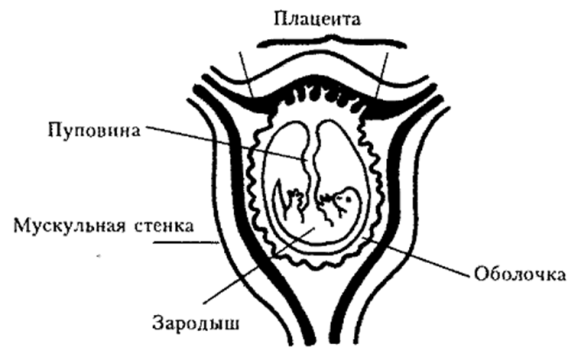 Эмбрион млекопитающего в матке. Плацента млекопитающих схема. Схема строения матки млекопитающих. Строение эмбриона млекопитающего в матке.