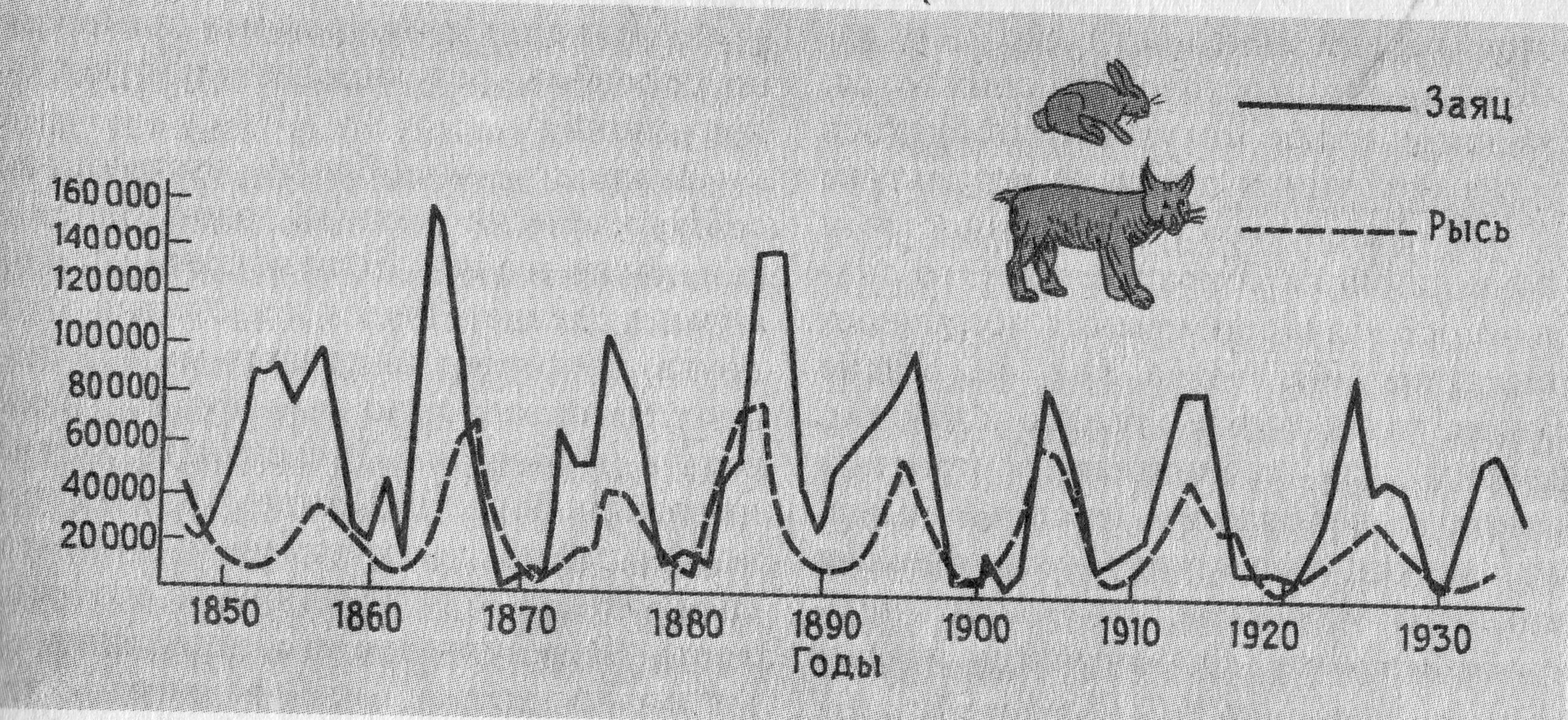 Зайцы изменение численности. Динамика популяции хищника и жертвы. Колебания численности Зайцев и хищников 1980-1985 года. График изменения численности Зайцев и рыси. Колебания численности зайца и рыси.