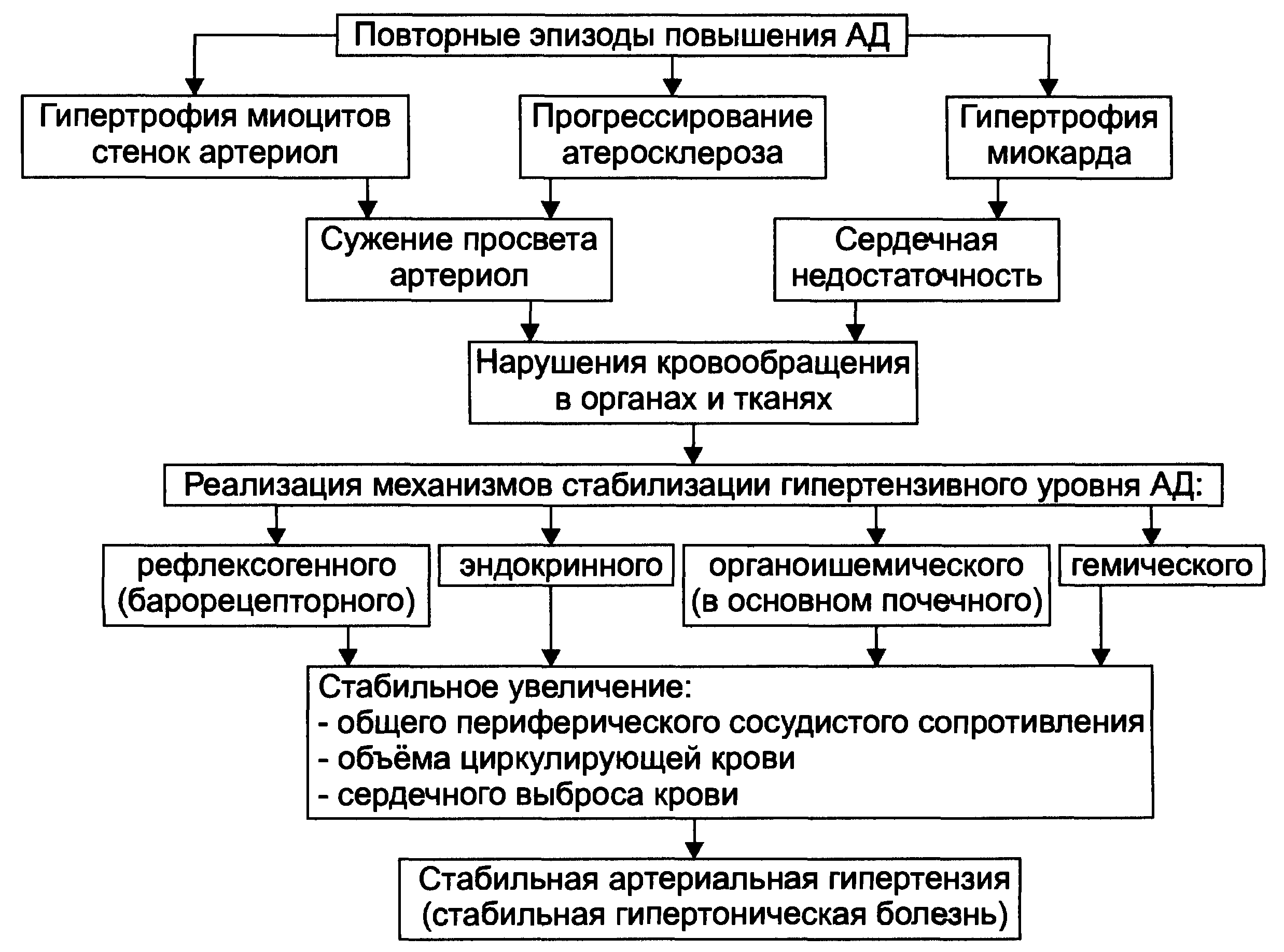 Механизмы развития артериальной гипертензии. Механизм развития II стадии гипертонической болезни. Патогенез гипертонической болезни. Патогенез первичной артериальной гипертензии патофизиология. Этиология гипертонической болезни патофизиология.