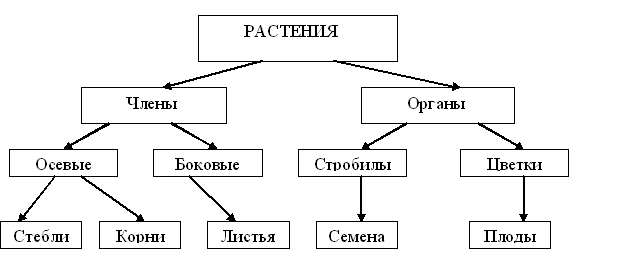 Виды мужских членов: формы половых органов, фото, виды головки