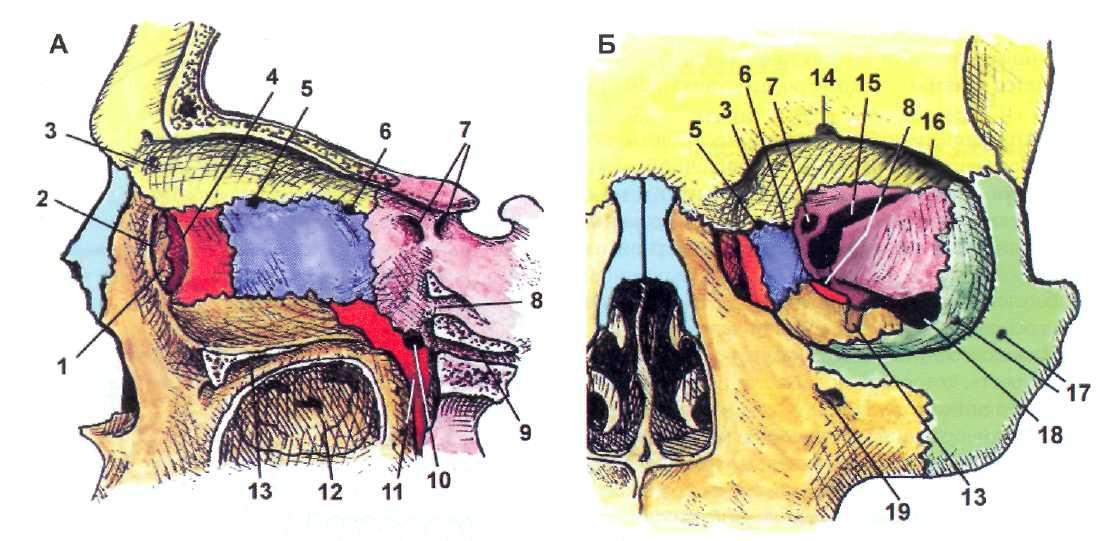 Строение глазницы кости. Орбита глазница анатомия. Глазница черепа анатомия стенки. Медиальная стенка глазницы анатомия. Глазница черепа анатомия Синельников.