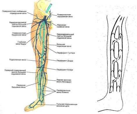 Расположение вен на ногах человека схема
