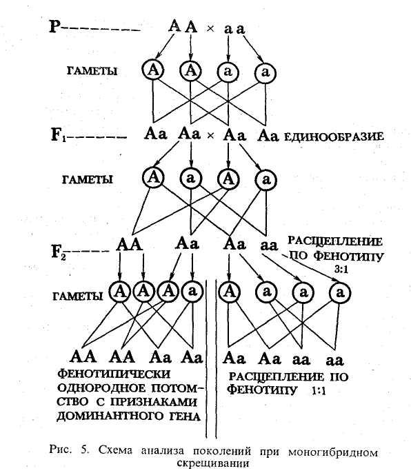 Как можно назвать скрещивание представленное на схеме aa x aa
