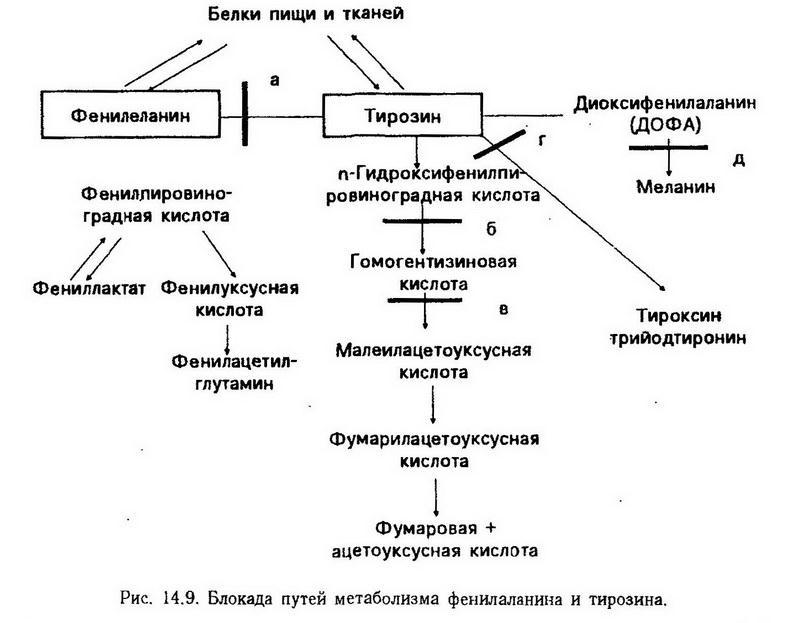 Jak se projevují poruchy metabolismu bílkovin u alkoholismu aminopuriny