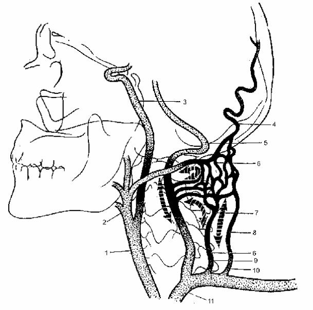 Сонная артерия рисунок