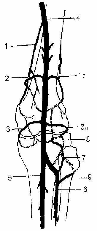 Артериальная сеть коленного сустава схема