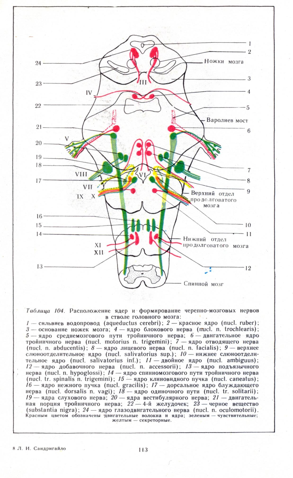 Ядра черепных нервов расположены. Расположение ядер 12 пар черепных нервов. Ядра черепных нервов схема. Ядра черепно мозговых нервов схема. Расположение ядер черепно-мозговых нервов.